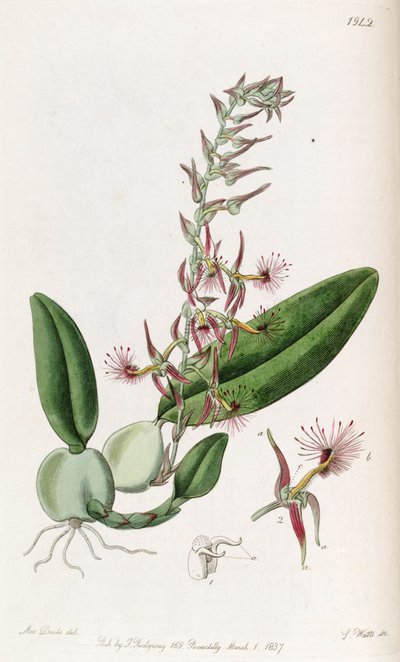 Bulbophyllum barbigerum by Miss Drake